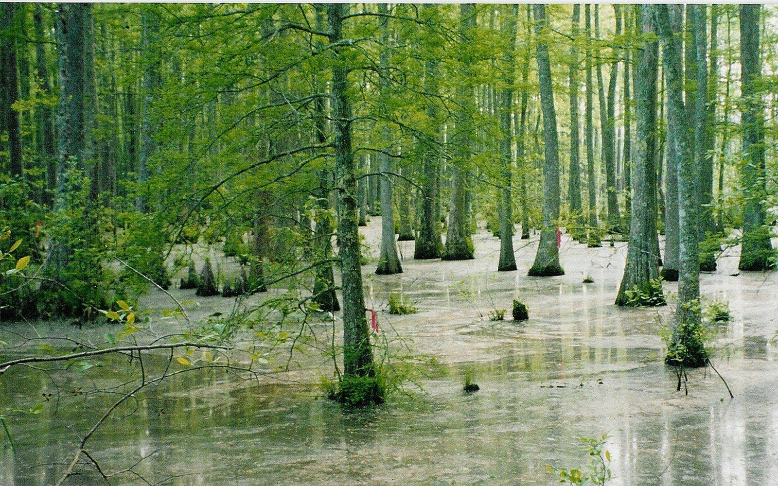 Flooded bottomland forest with tree trunks rising from standing water