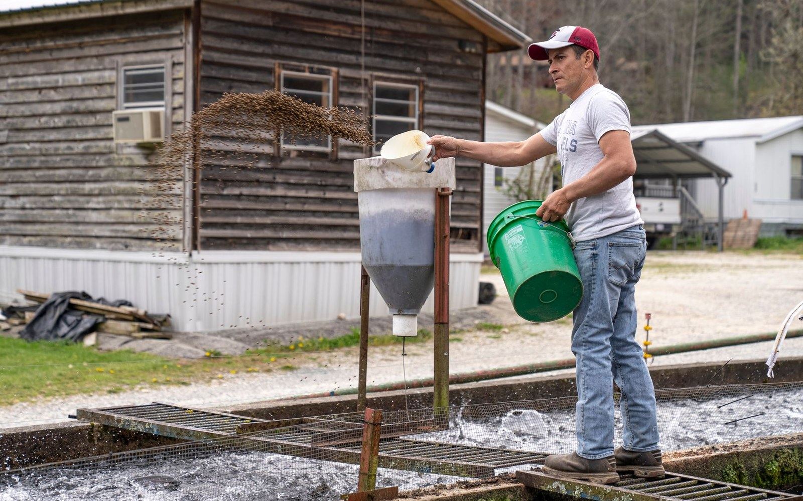 A man scatters feed pellets into an outdoor fish pond from a raised hopper