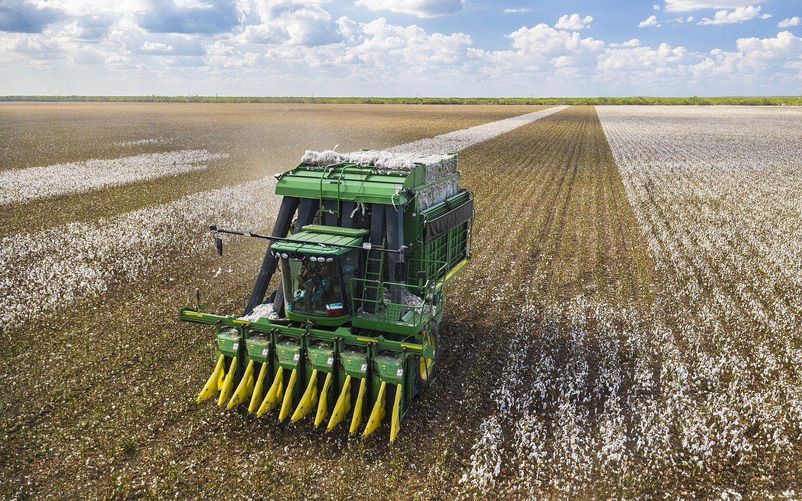 Green cotton picker harvesting rows of white cotton in an open field
