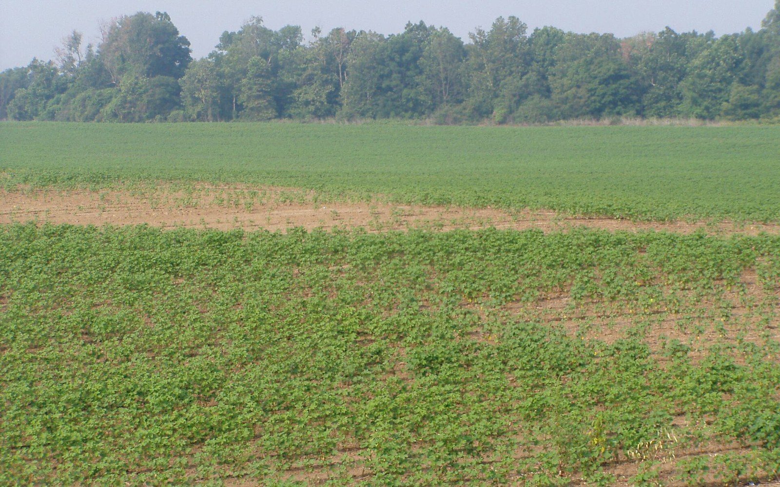 Rows of young crop seedlings growing in a farm field with a tree line beyond