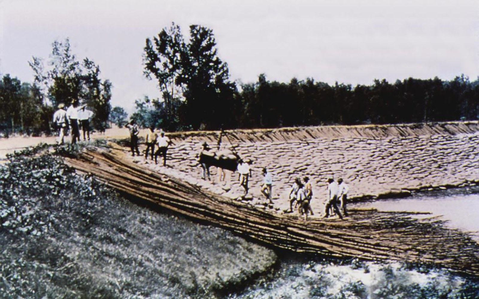 Workers and an ox reinforce a sandbagged levee slope along a riverbank