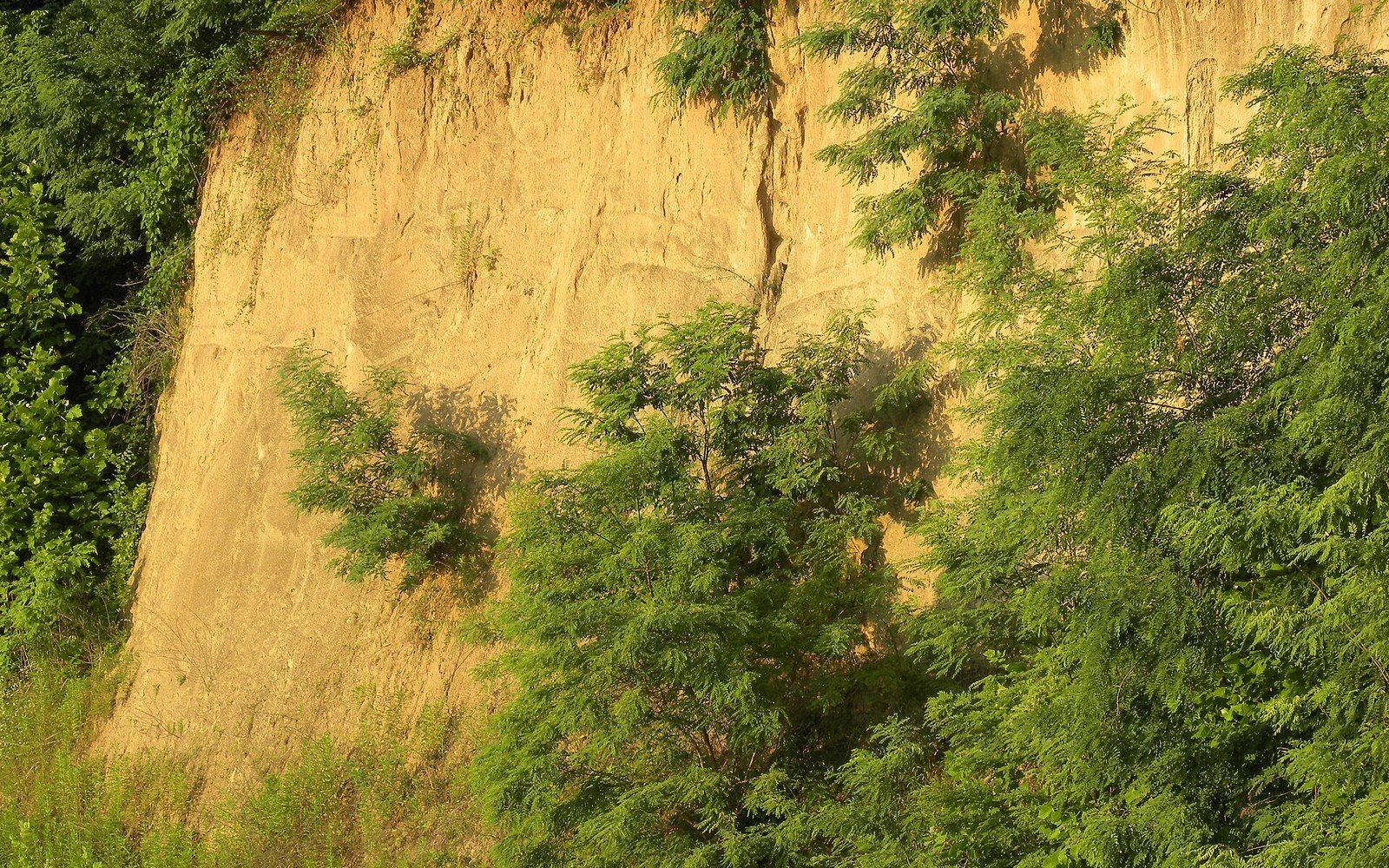 Steep sandy bluff with exposed eroded soil partly covered by green trees and shrubs