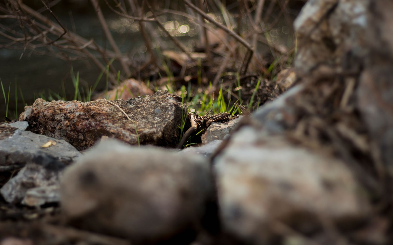 Rocks and dry twigs surround new grass sprouting near a stream bank